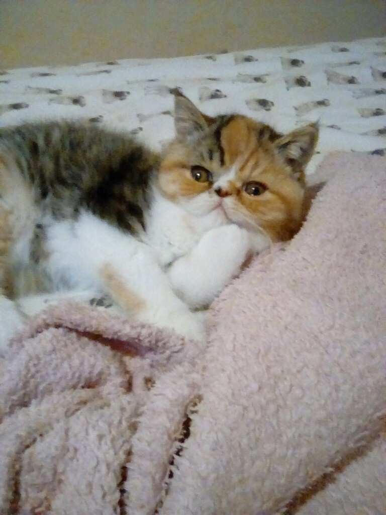 Exotic Persian Kittens Tortie Girls Short Long Hair In Paisley