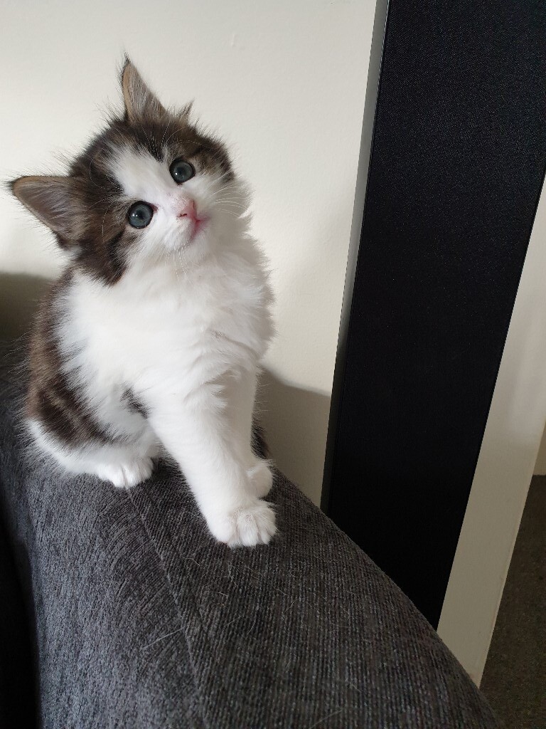 Ragdoll cross mainecoon in HolmeonSpaldingMoor, North Yorkshire Gumtree
