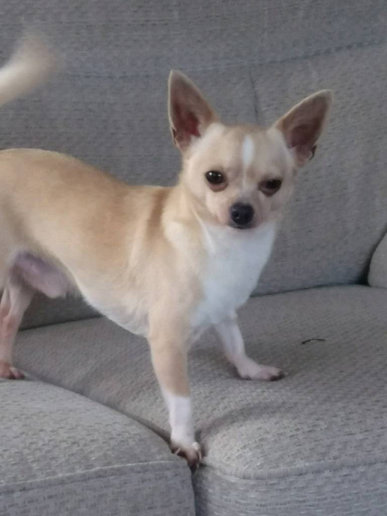 Male chihuahua nearly 2 for sale in South Petherton, Somerset Gumtree