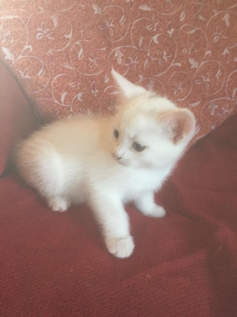 Kitten | in Melksham, Wiltshire | Gumtree