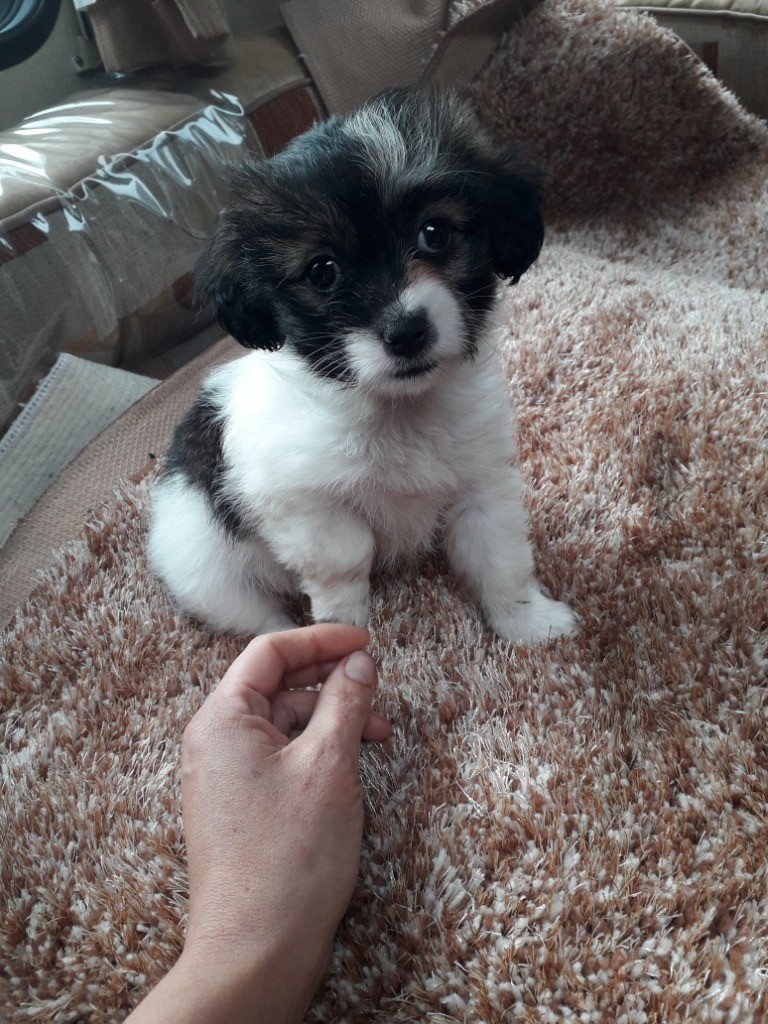 Shitzu puppy for sale in Kirkcaldy, Fife Gumtree
