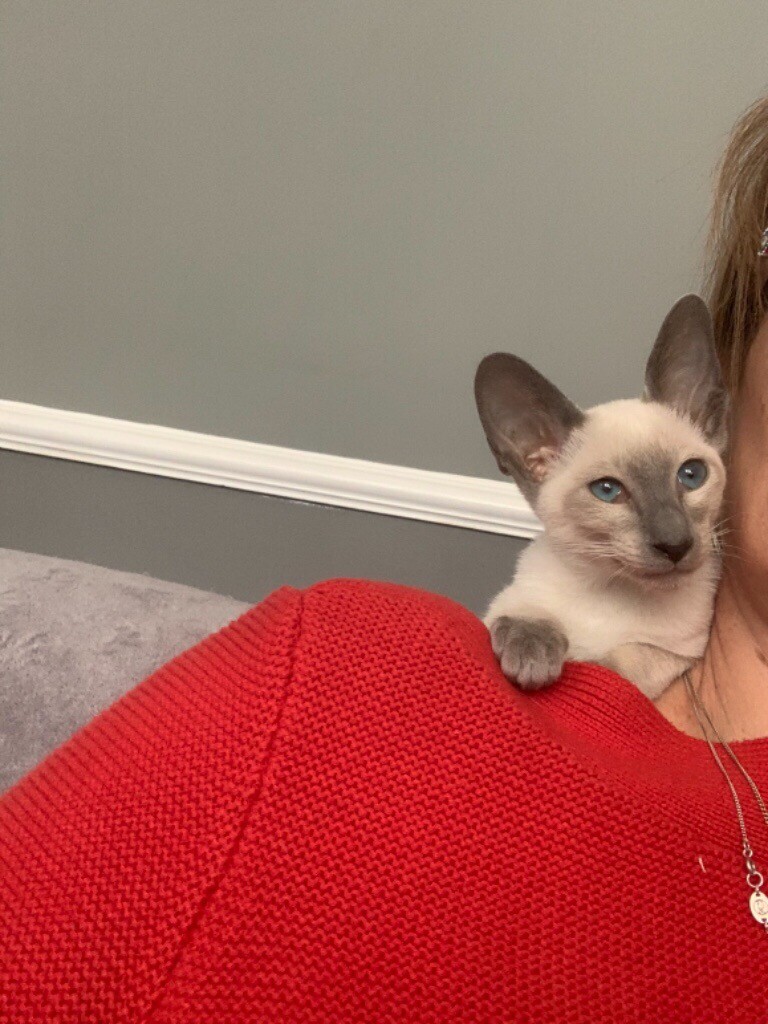 5 Siamese kittens for sale | in Blaina, Blaenau Gwent | Gumtree