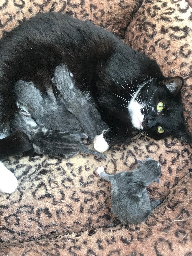 4 BEAUTIFUL GREY KITTENS FOR SALE in Small Heath, West Midlands Gumtree