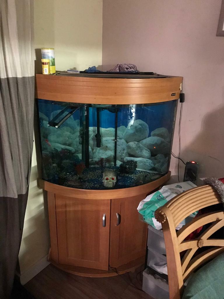 Large corner fish tank in Reading, Berkshire Gumtree