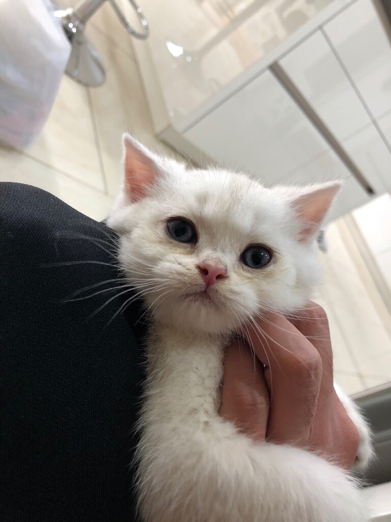 Silver Shaded British Shorthair kitten for sale in Castle Bromwich