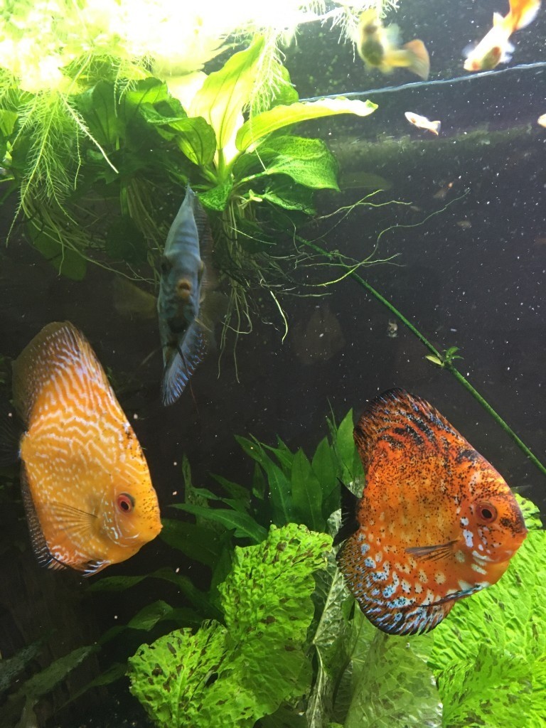 3 x Discus for sale in Craigentinny, Edinburgh Gumtree