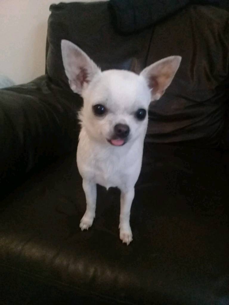 Miniture Chihuahua puppy for sale in Reading, Berkshire