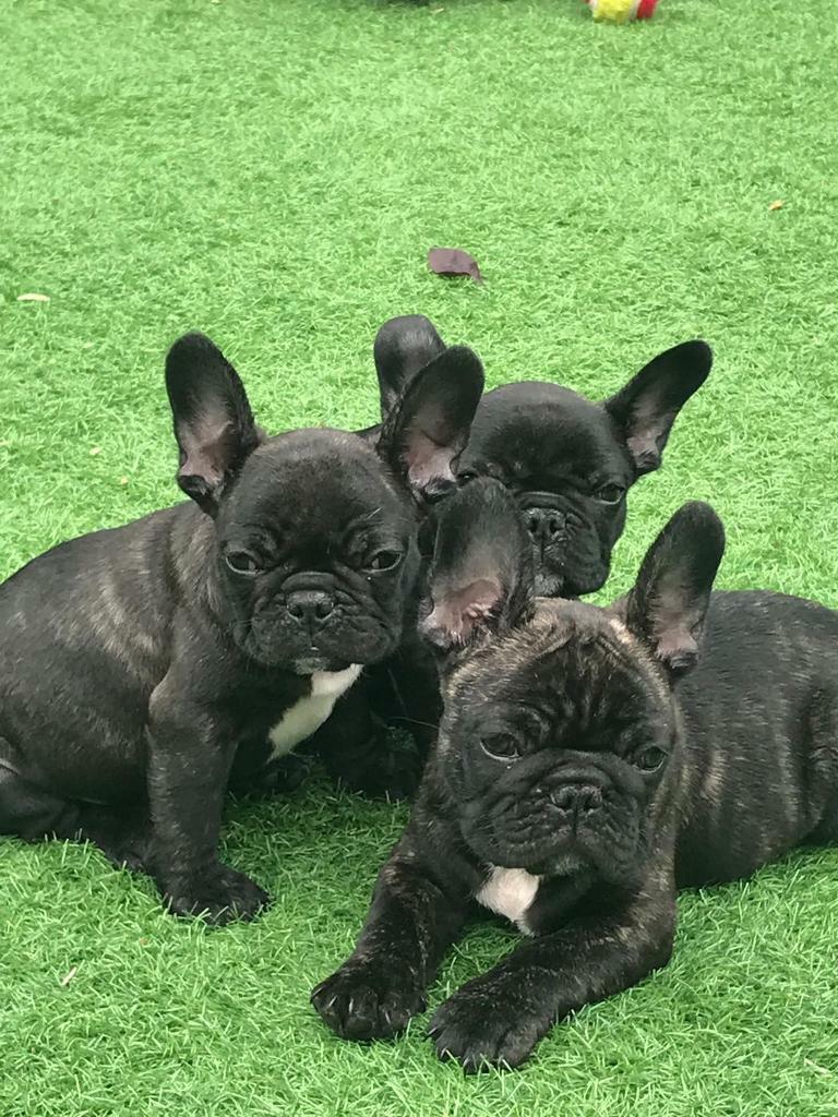 Kc reg French bulldog puppies show quality in Blackpool, Lancashire