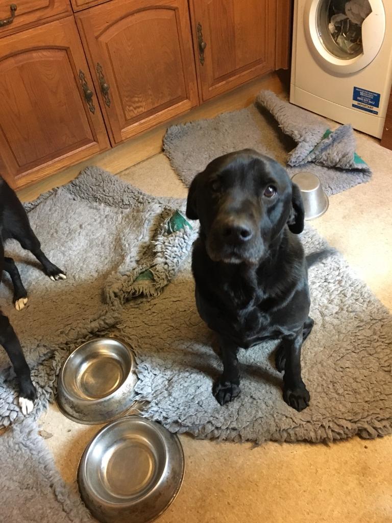 Labrador home now found if he settles ok in Munlochy, Highland Gumtree
