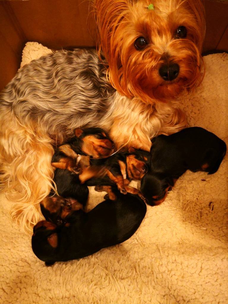 Yorkshire terrier puppie girl for sale in Luton, Bedfordshire Gumtree