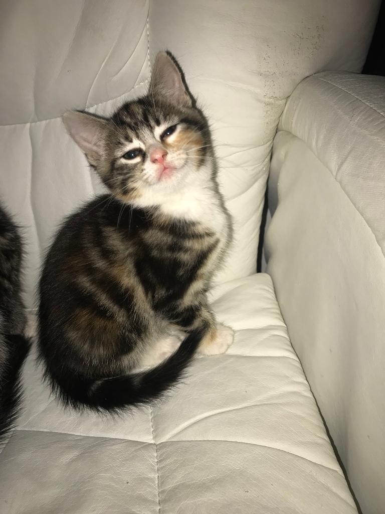 1 female kittens for sale in Bromley, London Gumtree
