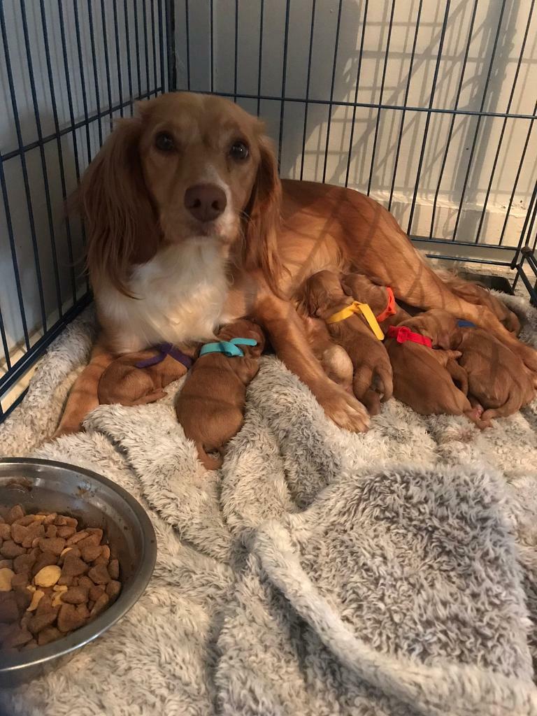 Cocker spaniel puppies in Newcastle, Tyne and Wear Gumtree