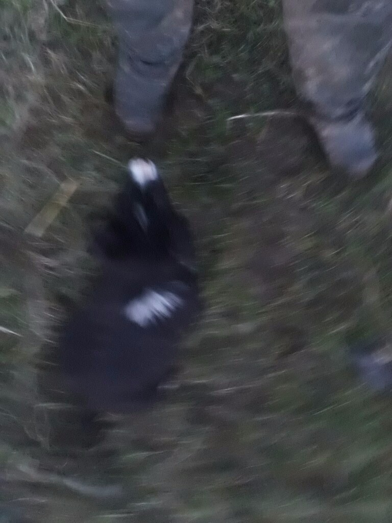 Border Collie Pups In Inverurie Aberdeenshire Gumtree