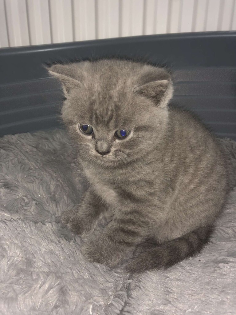 British Short Hair Kitten Blue Now Ready For Good Home In