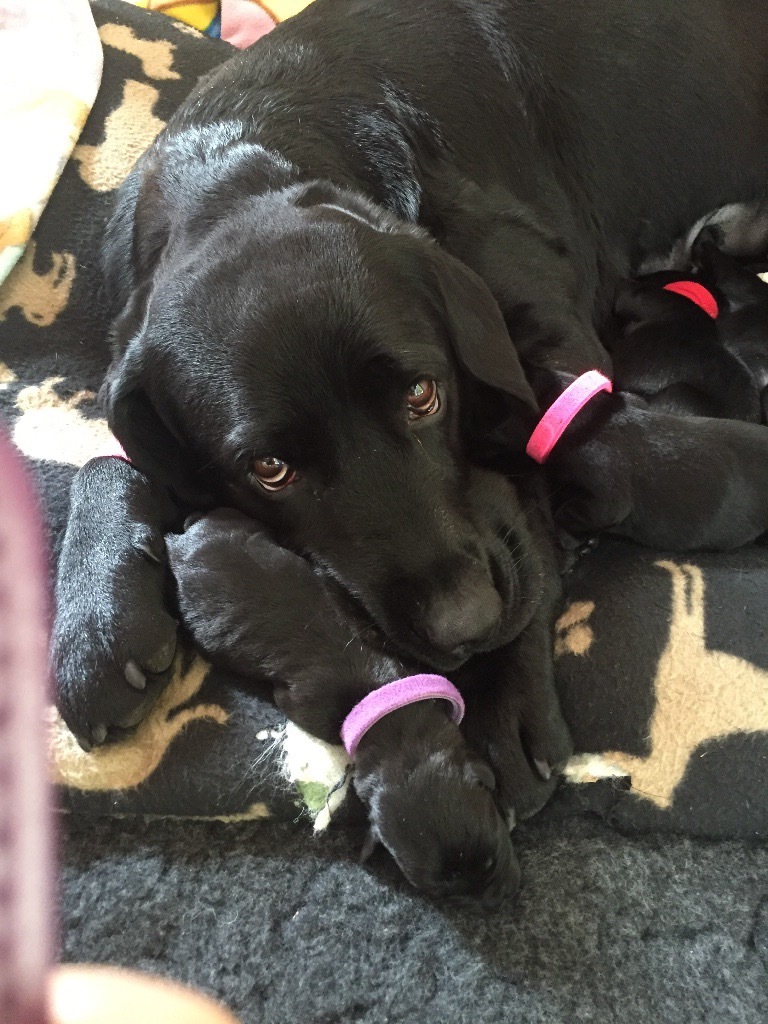 4 Beautiful, chunky,black, pedigree Labrador Retriever puppies for sale in Pitlochry, Perth