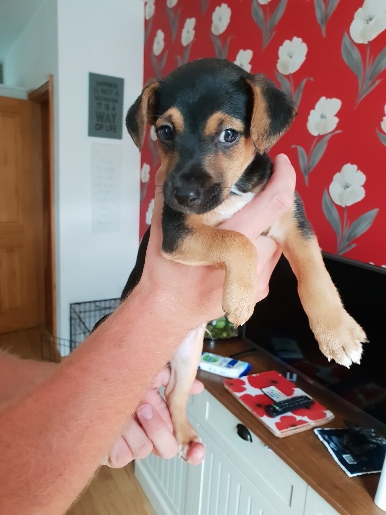 Novament Jack Russell Puppies Ready Now