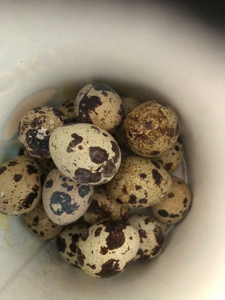 Quail and chicken eggs for sale in Witton, West Midlands Gumtree