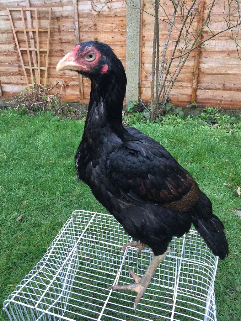 Pure aseel hen for sale in Birmingham, West Midlands Gumtree