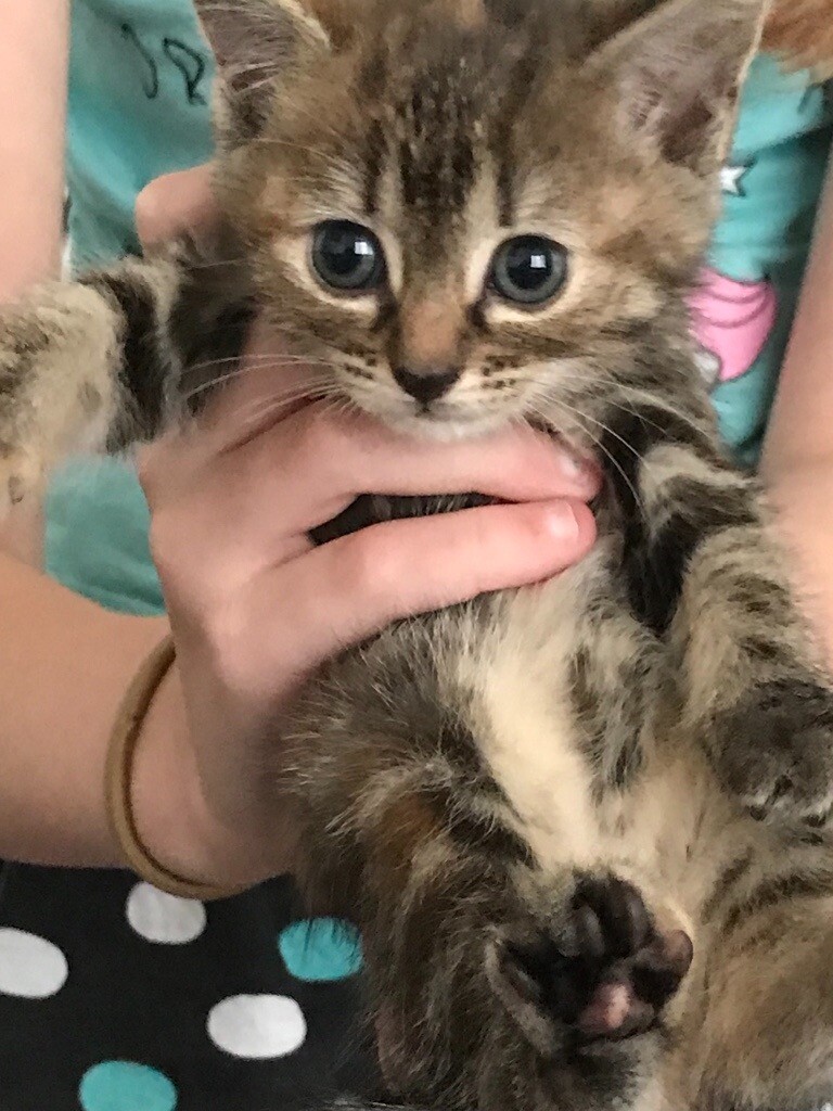 Cute Cheap Kittens For Sale cute ginger kittens for sale Bedford