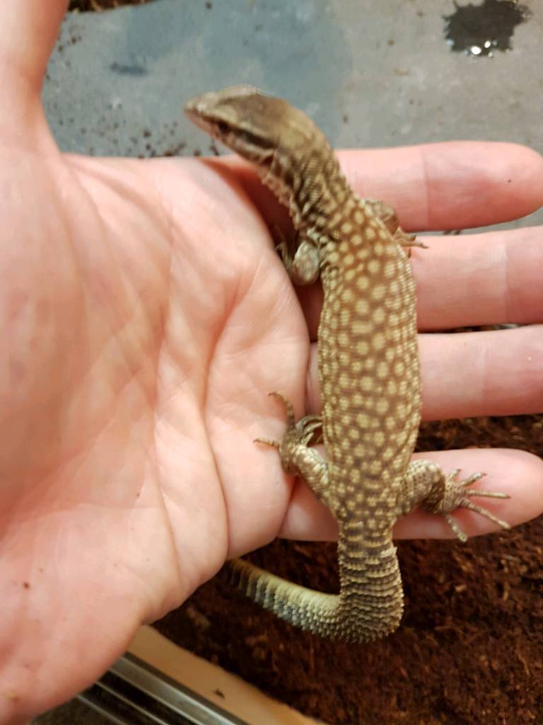 Baby yellow ackie monitor in Blackley, Manchester Gumtree