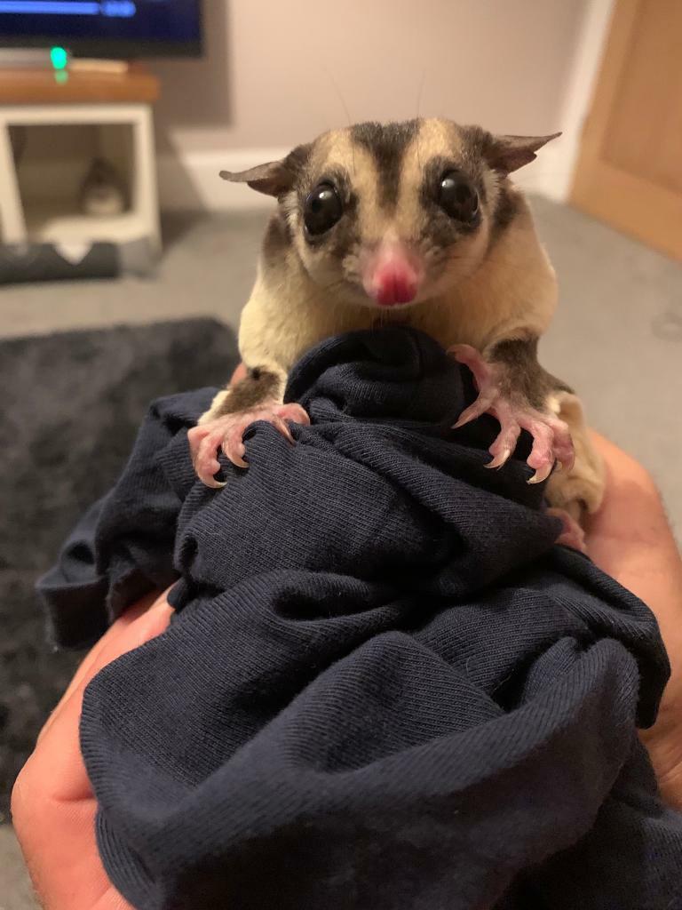 Sugar gliders | in Bournemouth, Dorset | Gumtree