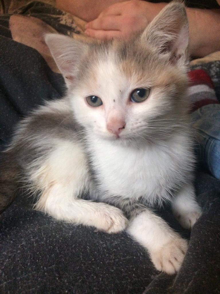 Tabby, white and ginger female kitten for sale in Romford, London Gumtree