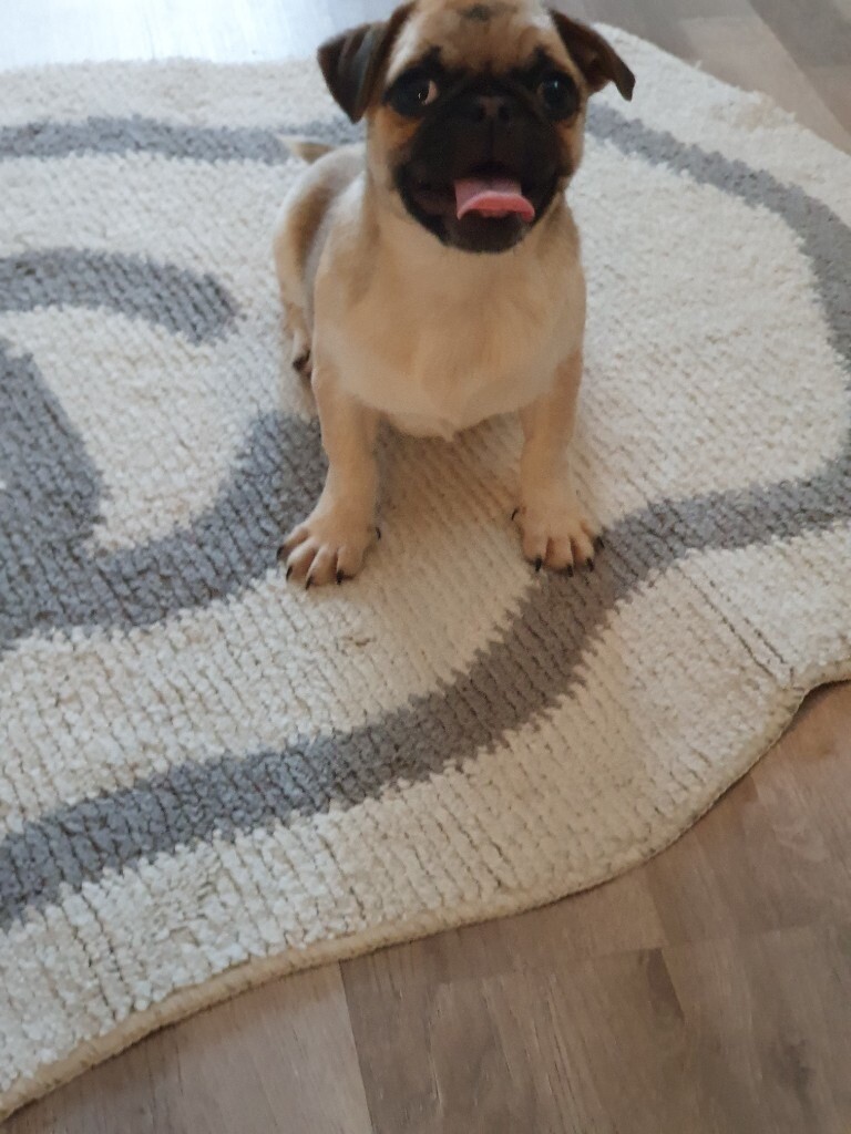 Pug puppies pied in Willenhall, West Midlands Gumtree