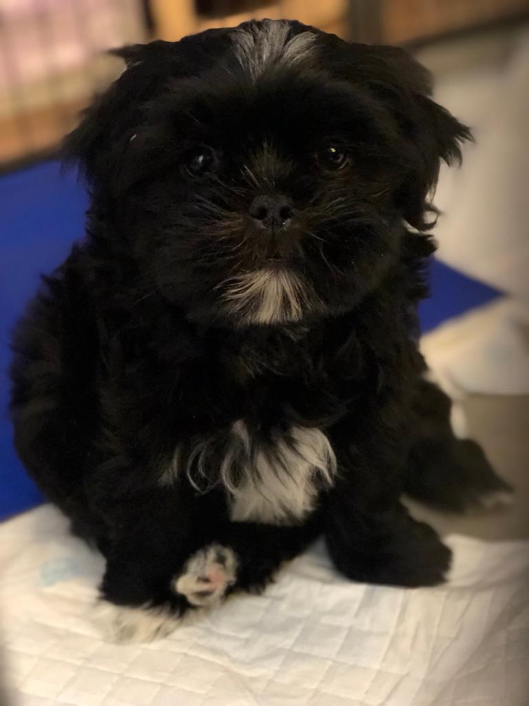 79+ Maltese Mixed With Shih Tzu Black l2sanpiero