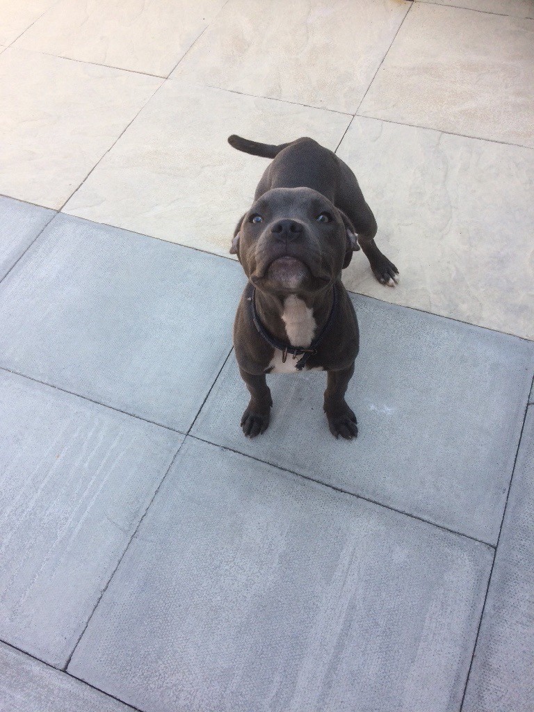 FOR SALEBLUE STAFFY X AMERICAN BULLY XL , DOG in Milford Haven