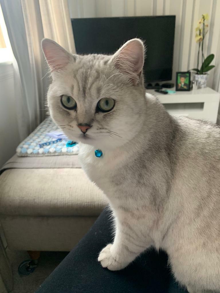 Pedigree BSH 10 month old Kitten in Southside, Glasgow Gumtree