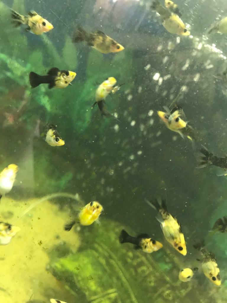 Baby tropical fish for sale in Yate, Bristol Gumtree