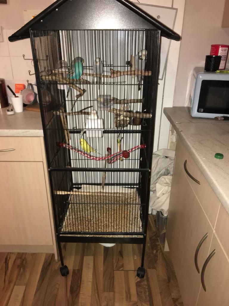 6 Budgies + 5ft Cage STILL FOR SALE AFTER A LOT OF INTEREST in Broxburn, West Lothian Gumtree