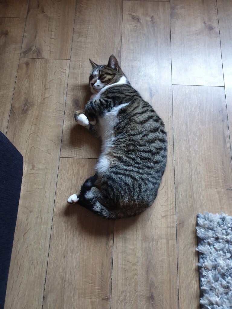 11 month old kitten in Cramlington, Northumberland Gumtree