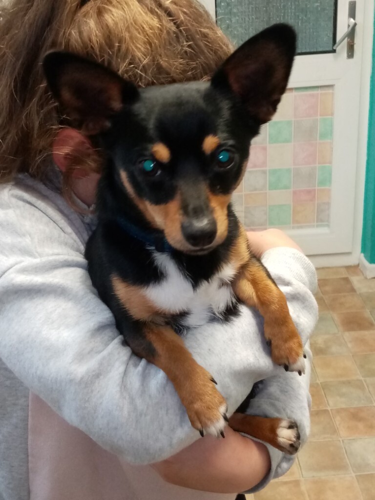 Beautiful 1 year old dog | in Neath, Neath Port Talbot | Gumtree