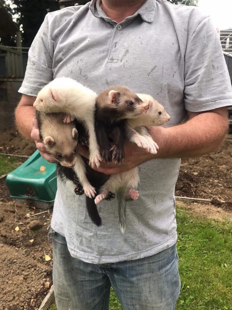 FERRET KITS FOR SALE in Newry, County Down Gumtree