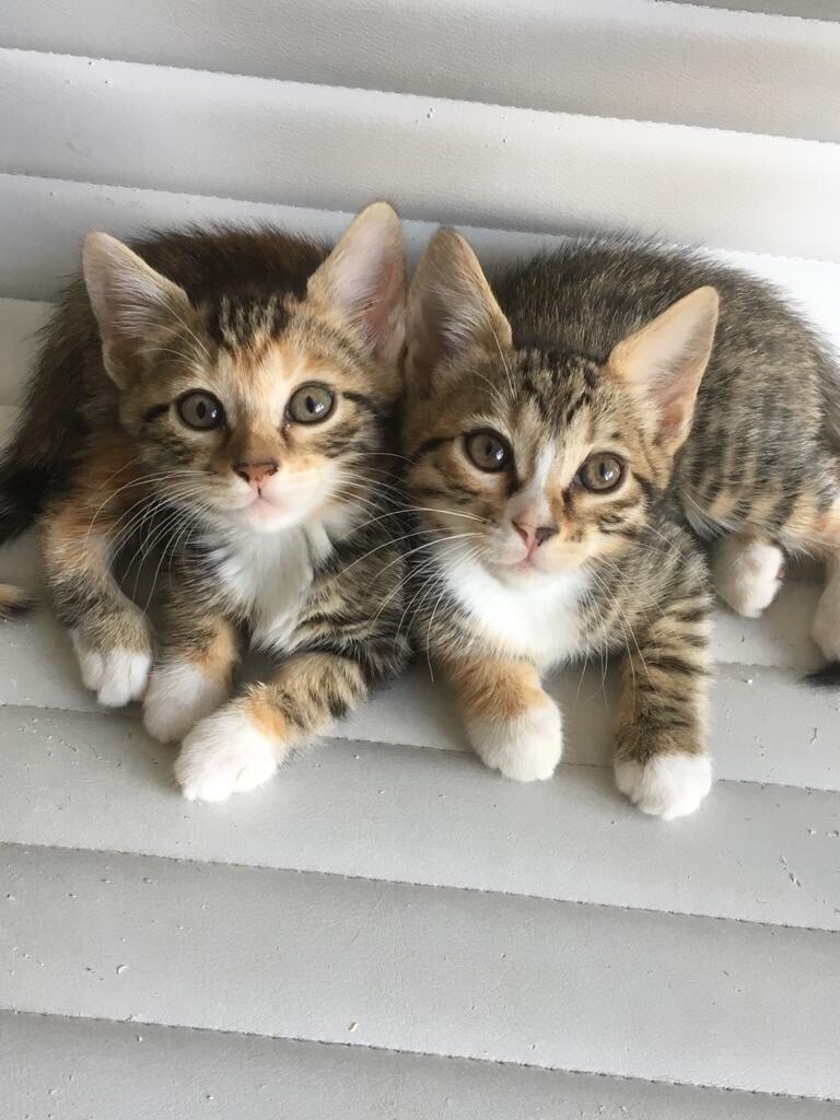 3 Beautiful Bengal cross female kittens READY NOW in Benfleet