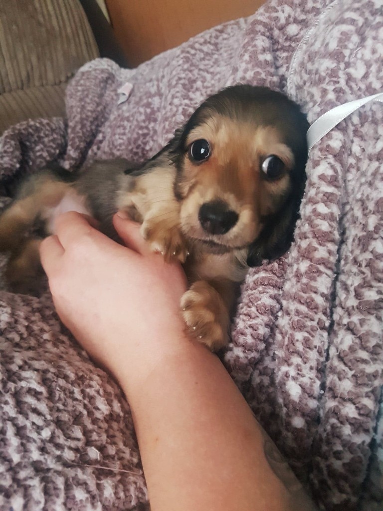 53+ Kaninchen Dachshund Puppies For Sale Pic Bleumoonproductions