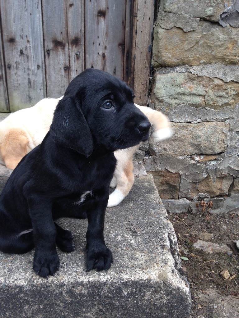 Labrador X German Wirehaired Pointer in Preston, Lancashire Gumtree