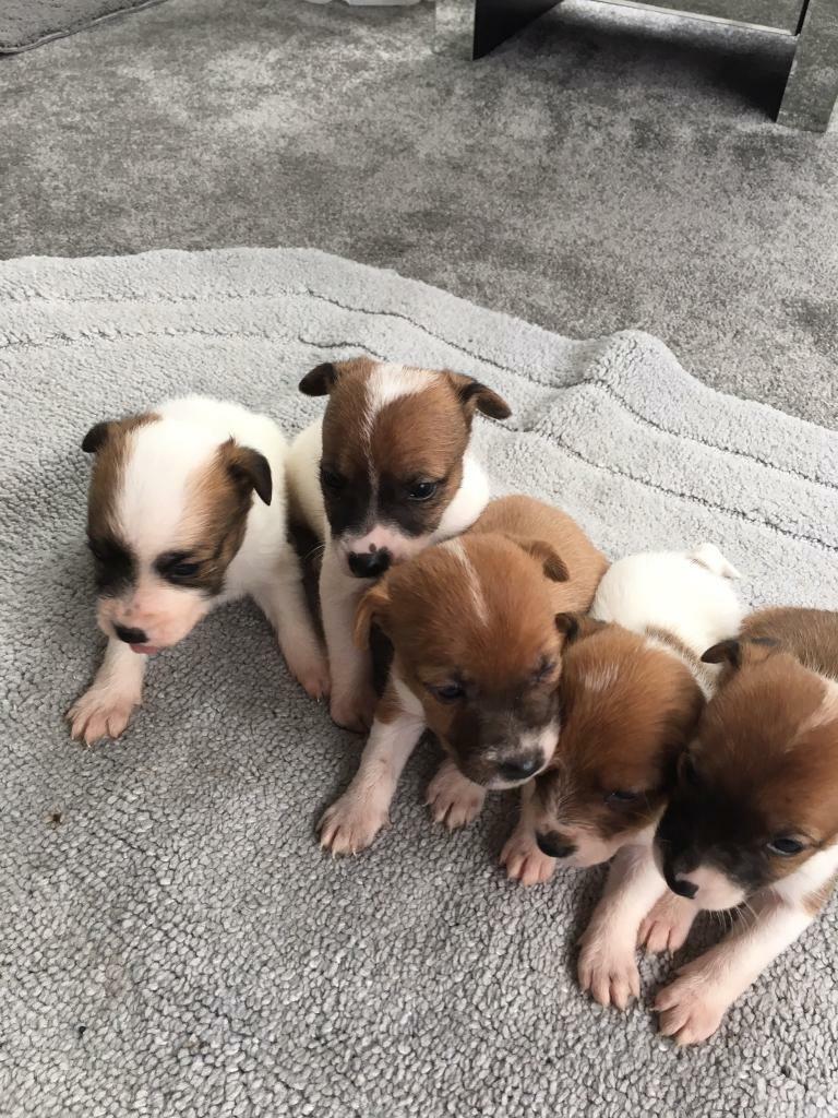 Miniature Jack Russell pups for sale in Gloucester, Gloucestershire