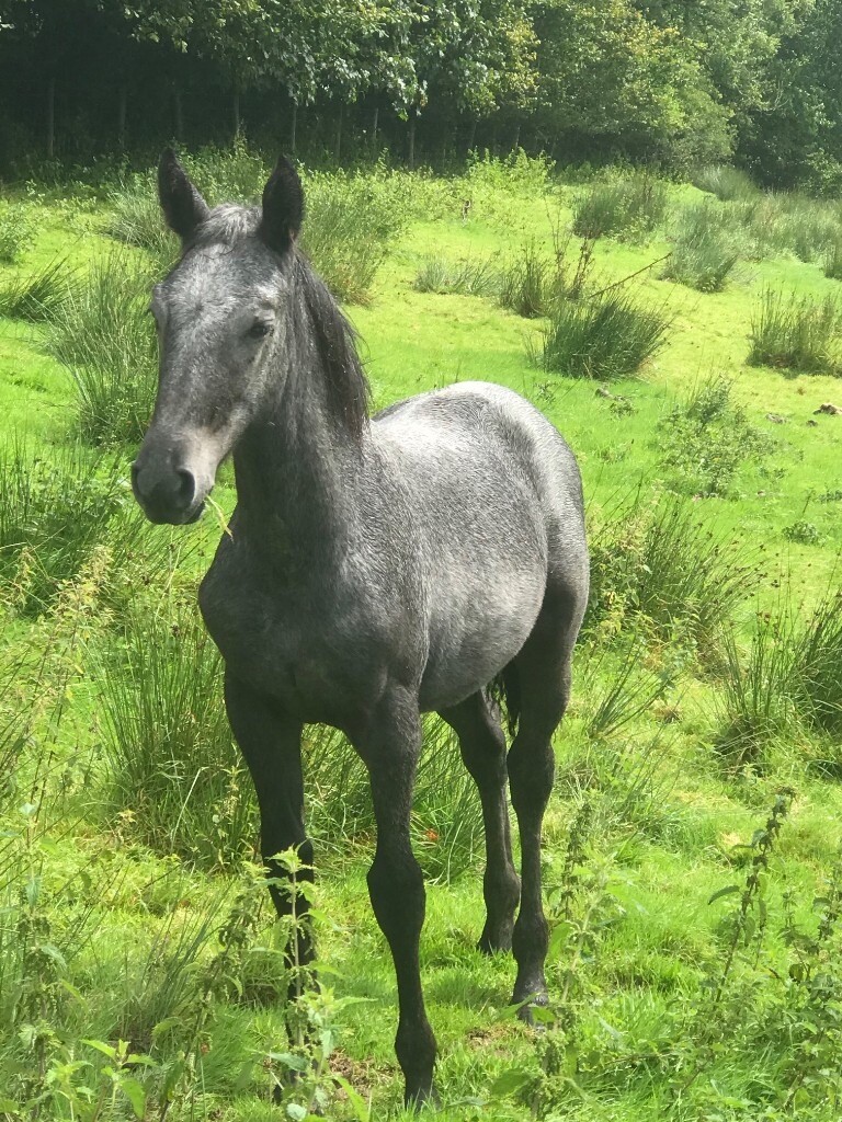 Stunning Appoloosa X Thoroughbred Grey Filly Foal in Carmarthen