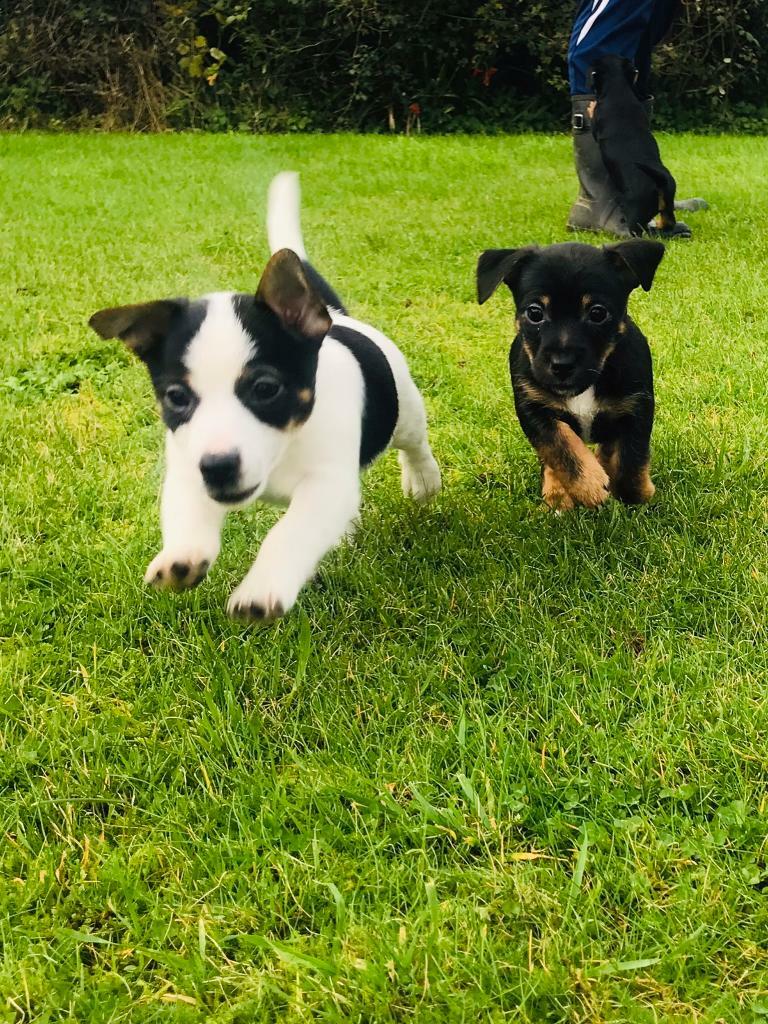 Jack Russell puppies in Bridport, Dorset Gumtree