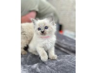 kittens ragdoll cats