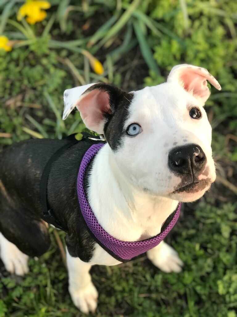 Dog for sale in South East London, London Gumtree