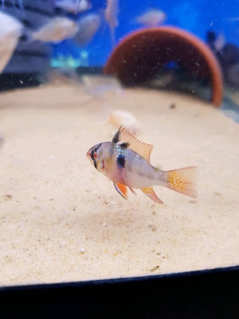 RAMS tropical fish in Knowle, Bristol Gumtree