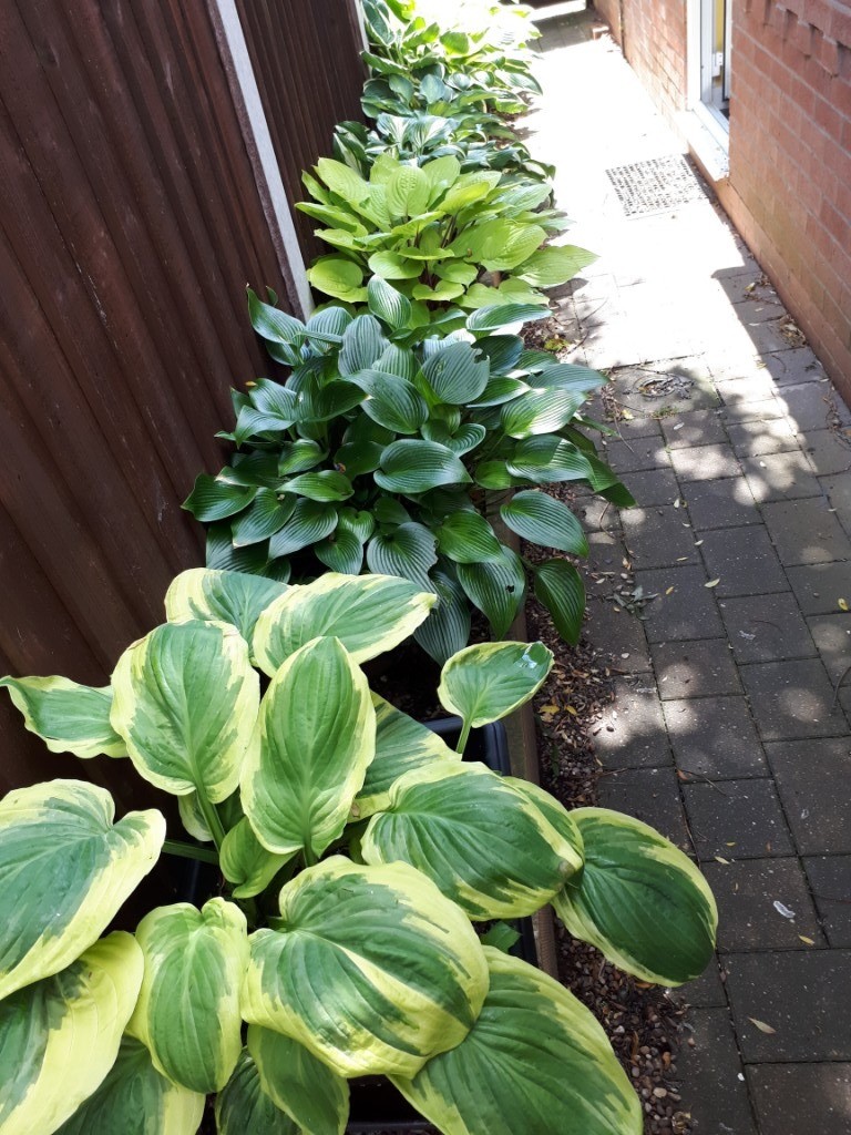 Hostas mature plants in pots in West Bridgford