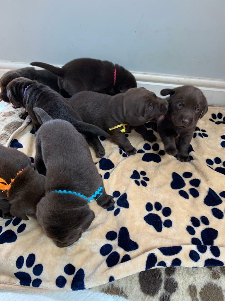Chocolate Labrador Puppies For Sale In Holt Norfolk Gumtree