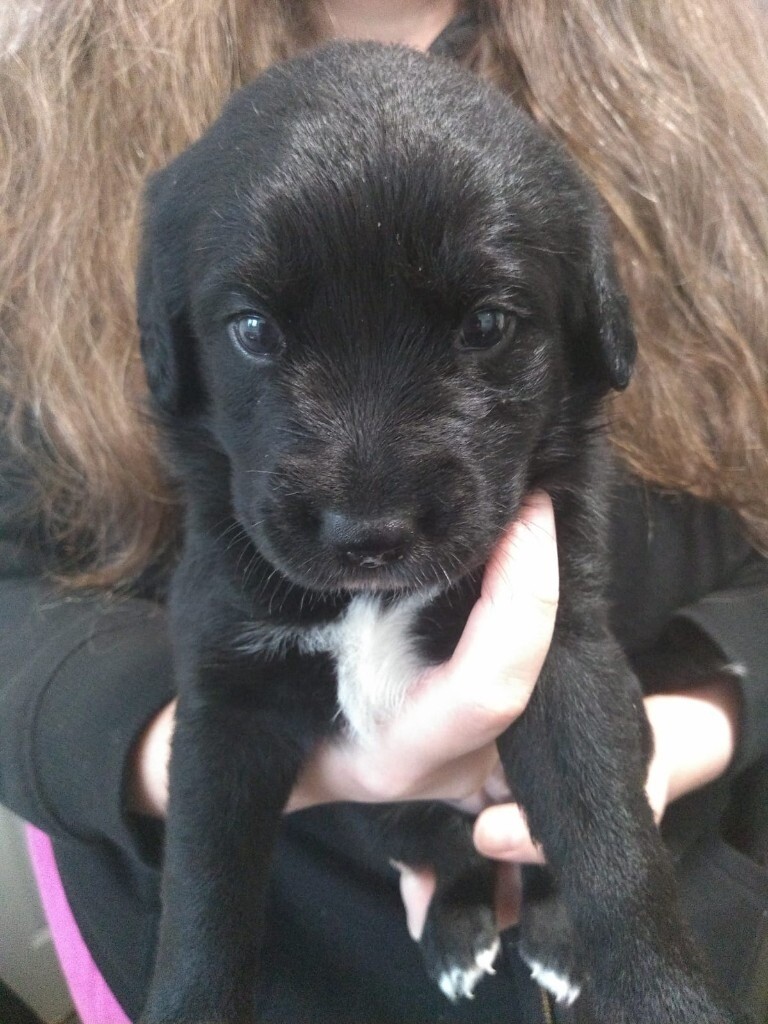 Border Collie Cross Labrador (Borador) Puppies | in Manningtree, Essex ...