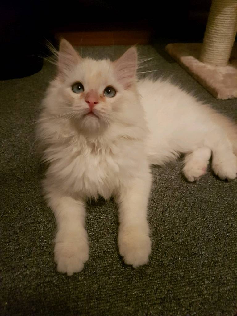 Ragdoll Cat Flame Point