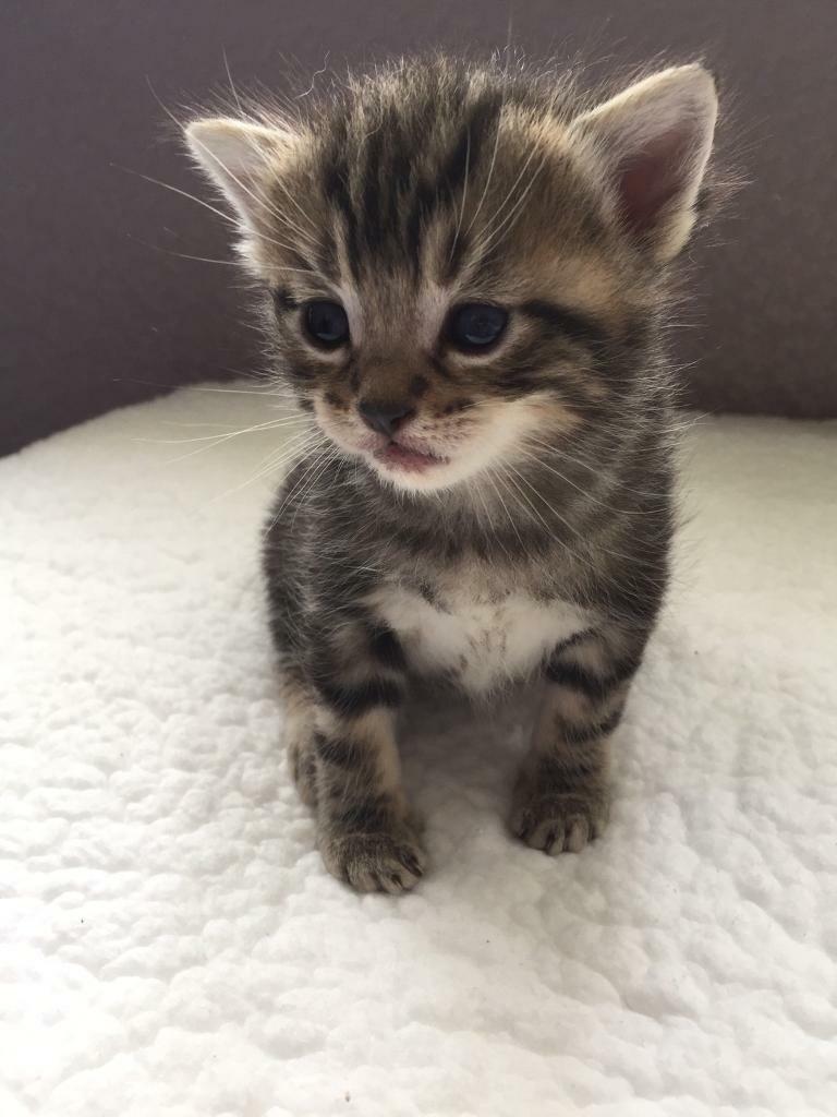 Beautiful Tabby Kitten 5 weeks old in Preston