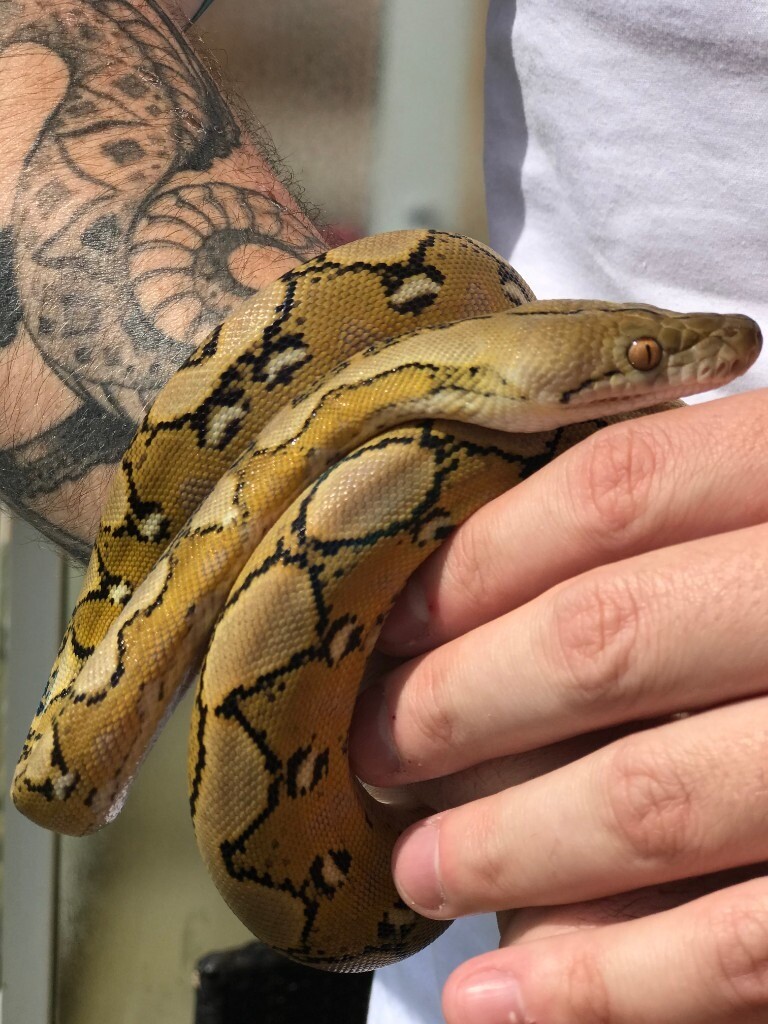 Reticulated Python Size